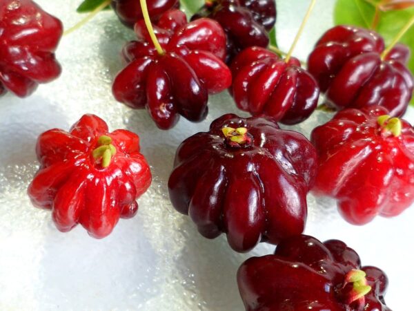 close up on surinam cherry fruits