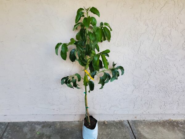 4 feet tall nabal avocado tree in pot