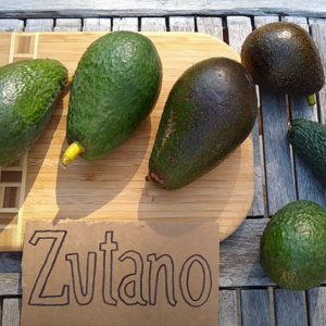 3 zutano avocados on cutting board