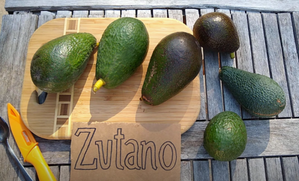 3 zutano avocados on cutting board