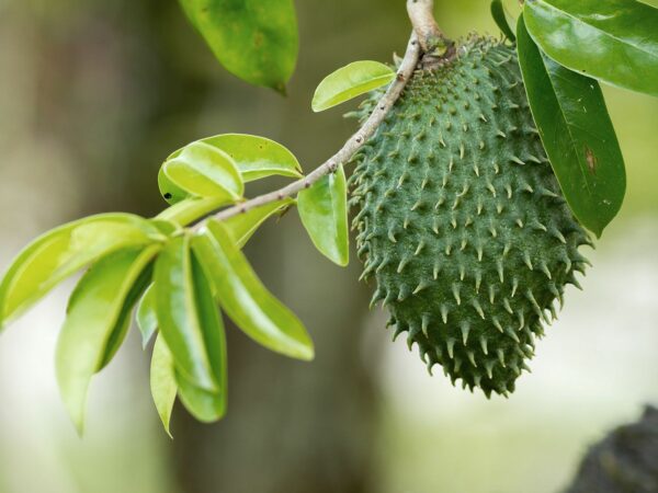soursop fruit hanging from tree branch