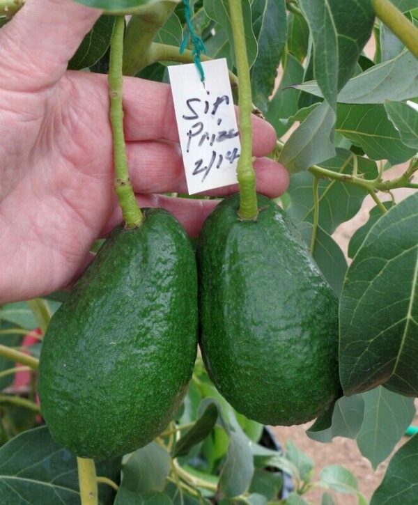 sir prize avocados on tree